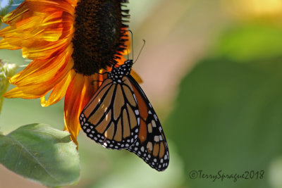 Monarch