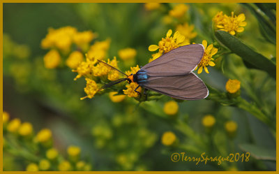 Virginia Ctenucha moth