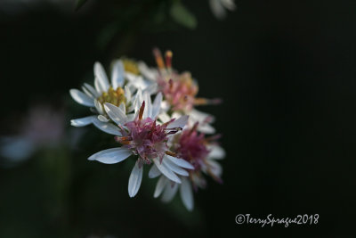 small white aster