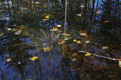 floating in a November pond