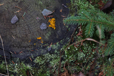 a walk in the woods after the rain.