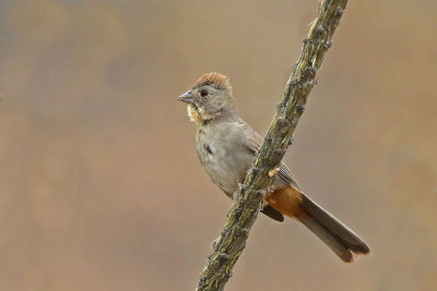 Canyon Towhee 