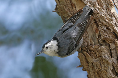 White-breasted Nuthatch 