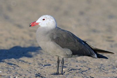 Heermann's Gull