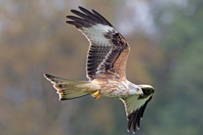 Red Kite