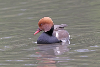 Red-creasted Pochard 