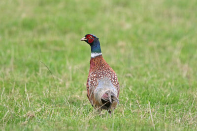 Ring-necked Pheasant 
