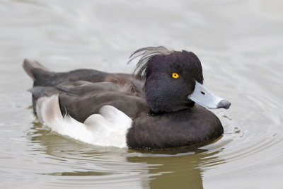 Tufted Duck 