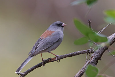 Dark-eyed Junco (Gray-Headed)