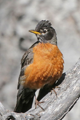 American Robin