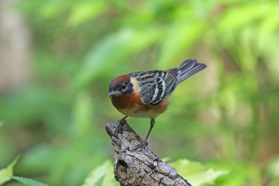 Bay-breasted Warbler