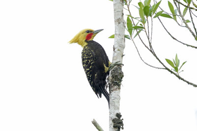 Blonde-crested Woodpecker