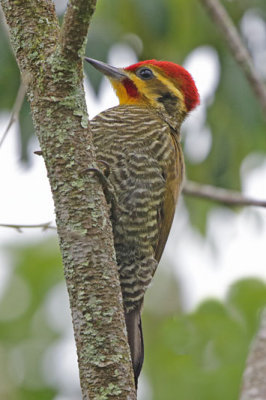 Yellow-browed Woodpecker (aka White-browed Woodpecker) 