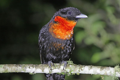 Red-ruffed Fruitcrow