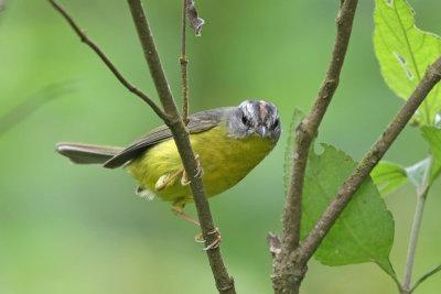 Golden-crowned Warbler