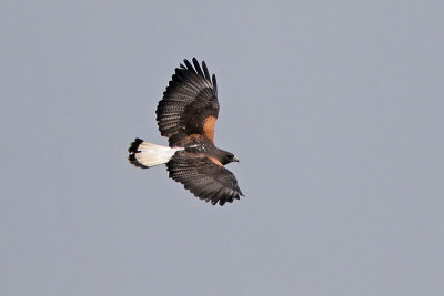 White-tailed Hawk