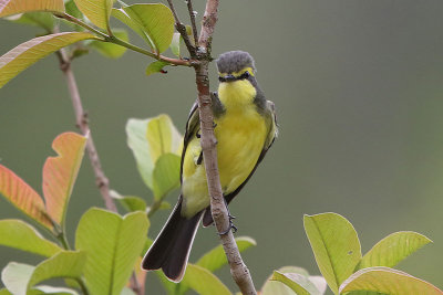 Yellow-browed Tyrant