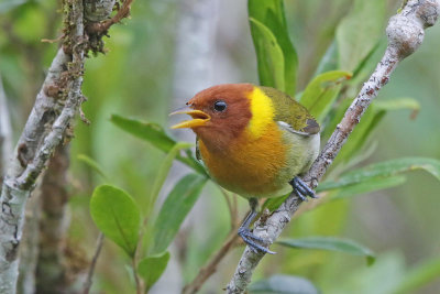 Rufous-headed Tanager