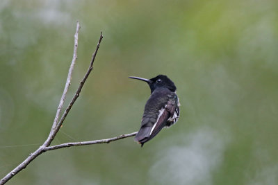 Black Jacobin