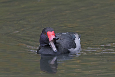 Rosy-billed Pochard