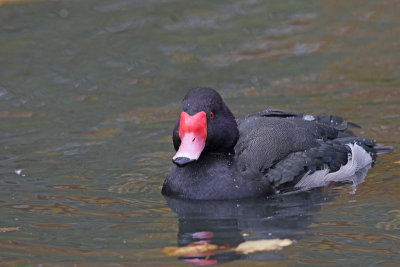 Rosy-billed Pochard