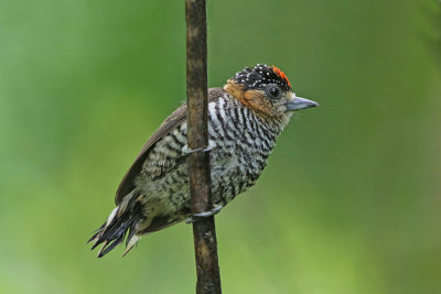 Ochre-collared Piculet