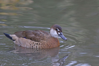 Brazilian Teal