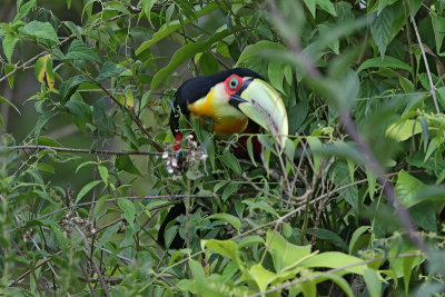 Red-breasted Toucan