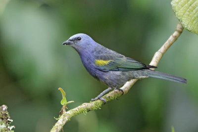 Golden-chevron Tanager