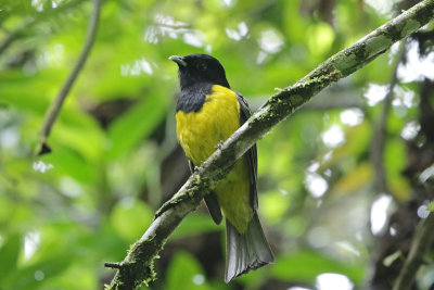 Hooded Berryeater