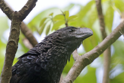 Smooth-Billed Ani