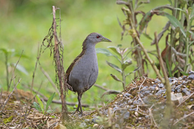 Ash-throated Crake