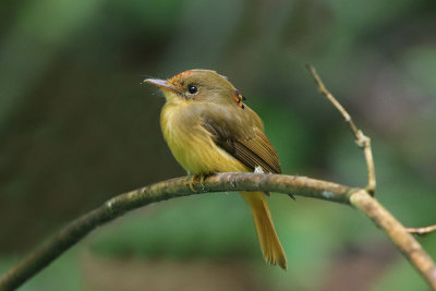 Atlantic Royal Flycatcher