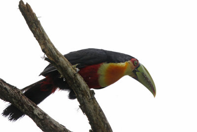 Red-breasted Toucan