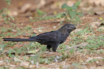 Smooth-Billed Ani