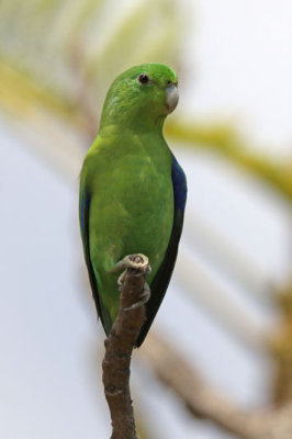 Blue-winged Parrotlet