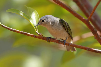 Chestnut-vented Conebill