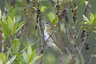 Red-eyed Vireo (Chive Vireo)