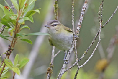 Red-eyed Vireo (Chive Vireo)