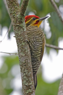 Yellow-browed Woodpecker (aka White-browed Woodpecker)