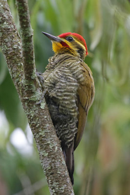 Yellow-browed Woodpecker (aka White-browed Woodpecker)