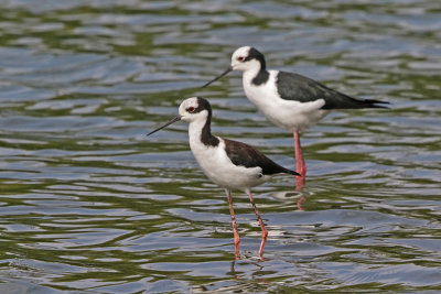 White-backed Stilt