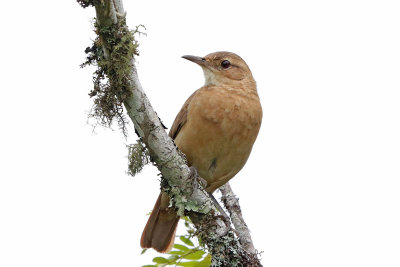 Rufous Hornero