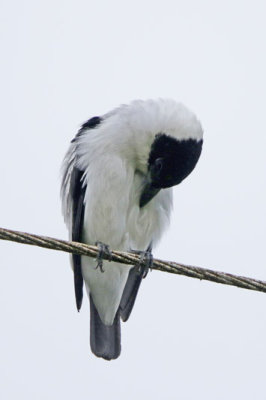 Black-crowned Tityra 