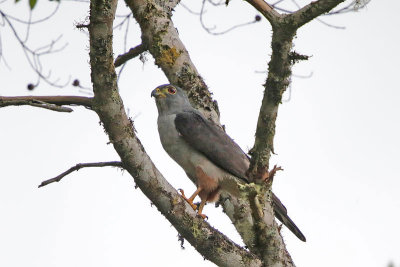 Rufous-thighed Kite