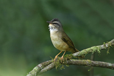 White browed-or-Rimmed Warbler