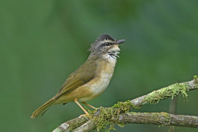 White browed-or-Rimmed Warbler