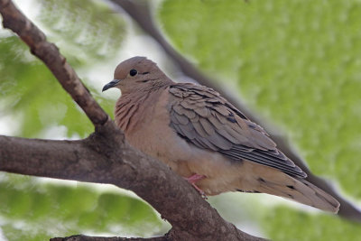 Eared Dove
