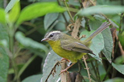 Golden-crowned Warbler