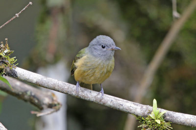 Gray-hooded Flycatcher